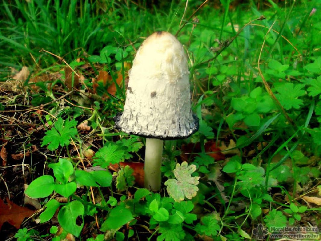 Tintagomba