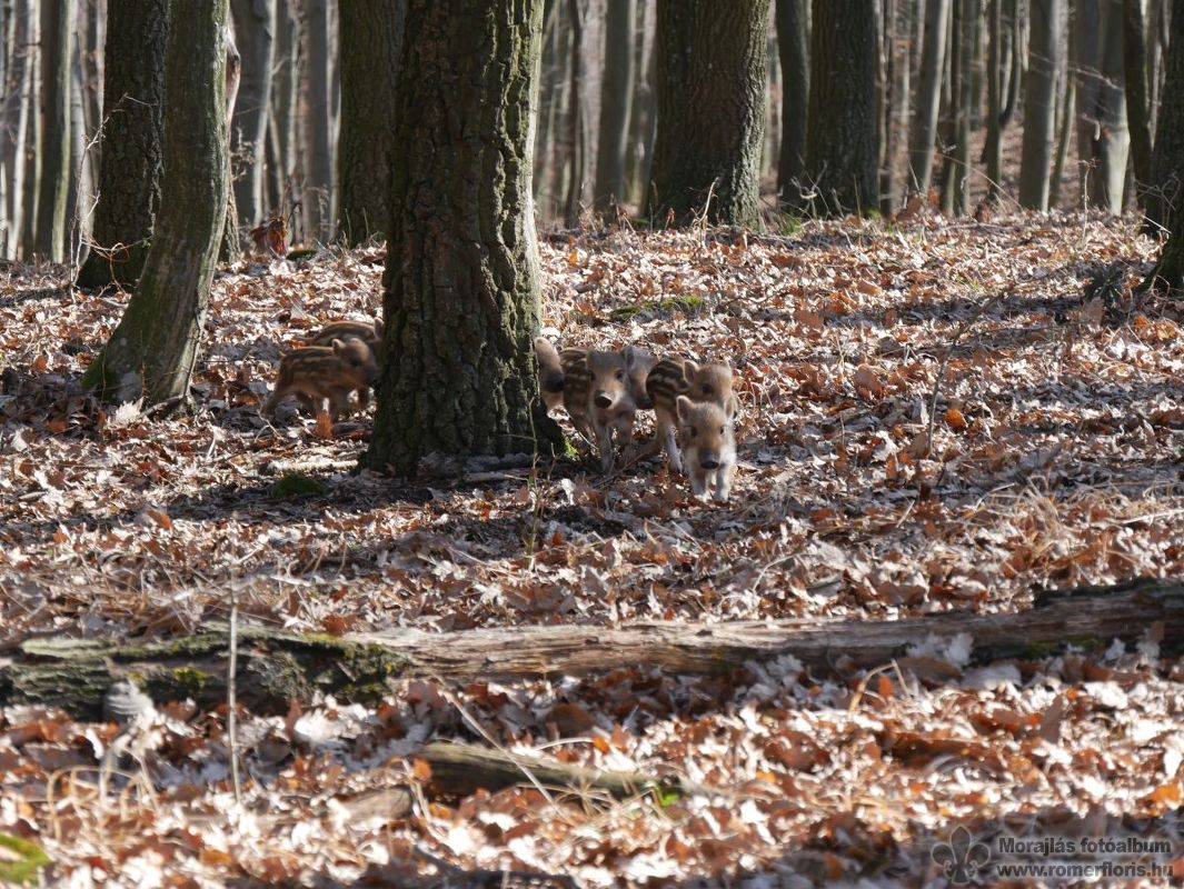 Malacokkal is összefutottunk