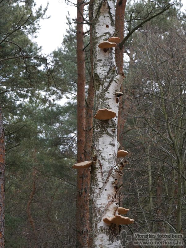 Taplók egy nyírfán