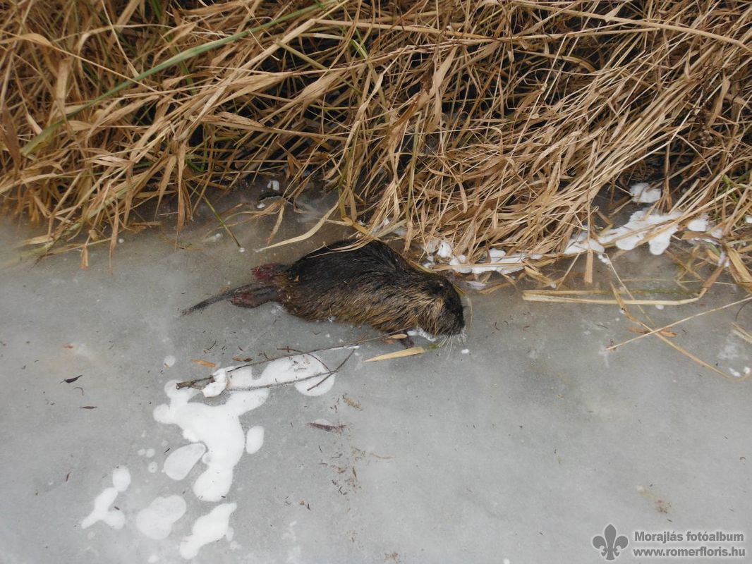 Kisbajcson egy elhullott fiatal nutriátr találtunk