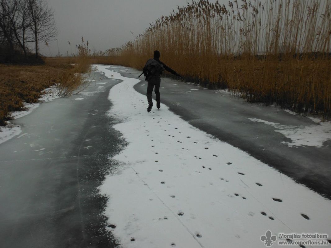A havon közlekedtek az állatok is